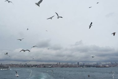 Denizden gökyüzünde uçan martıları