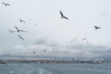 Denizden gökyüzünde uçan martıları