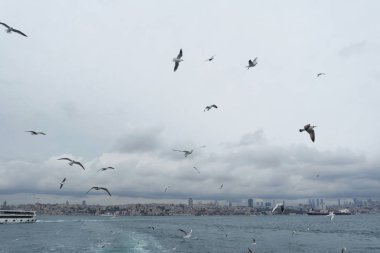 Denizden gökyüzünde uçan martıları