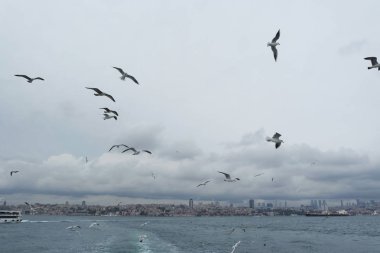 Denizden gökyüzünde uçan martıları