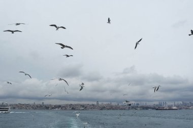 Denizden gökyüzünde uçan martıları