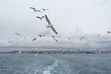 Denizden gökyüzünde uçan martıları
