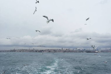 Denizden gökyüzünde uçan martıları