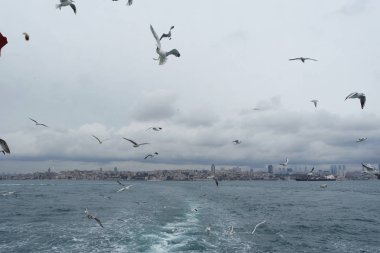 Denizden gökyüzünde uçan martıları