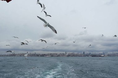 Denizden gökyüzünde uçan martıları