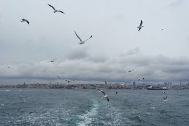 Denizden gökyüzünde uçan martıları