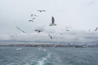 Denizden gökyüzünde uçan martıları