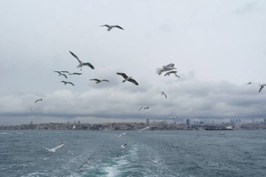 Denizden gökyüzünde uçan martıları