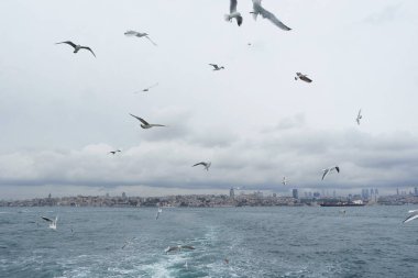 Denizden gökyüzünde uçan martıları