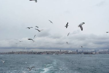 Denizden gökyüzünde uçan martıları