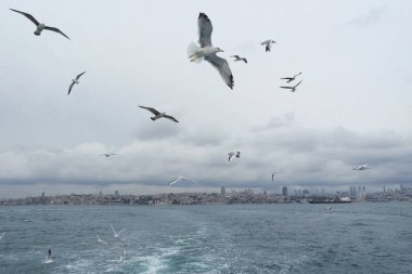 Denizden gökyüzünde uçan martıları