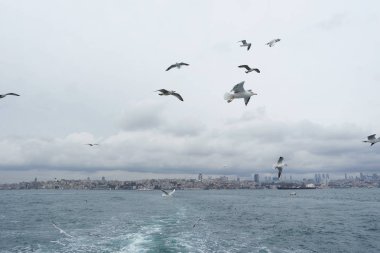 Denizden gökyüzünde uçan martıları
