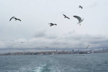 Denizden gökyüzünde uçan martıları