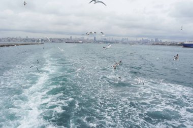 Denizden gökyüzünde uçan martıları