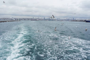 Denizden gökyüzünde uçan martıları