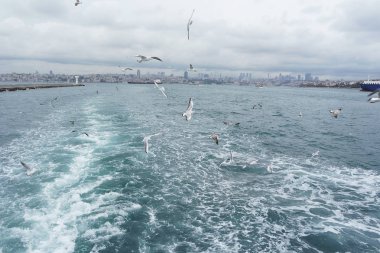Denizden gökyüzünde uçan martıları