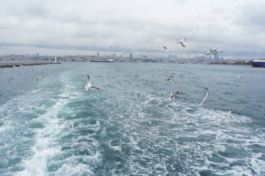 Denizden gökyüzünde uçan martıları