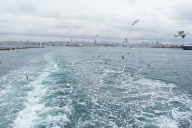 Denizden gökyüzünde uçan martıları