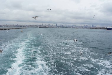 Denizden gökyüzünde uçan martıları