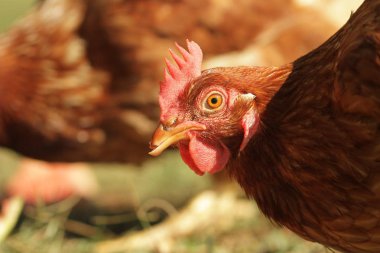 Bakımlı horoz, tavuk