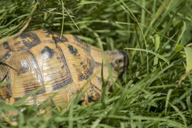 Kaplumbağa yerde yürüyor.