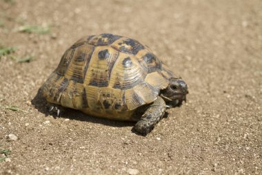 Kaplumbağa yerde yürüyor.