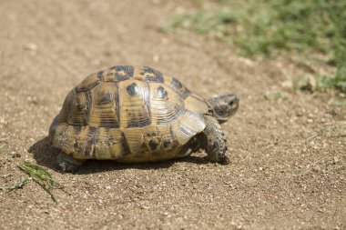 Kaplumbağa yerde yürüyor.