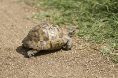 Kaplumbağa yerde yürüyor.