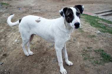 Sokakta yaşayan sokak köpekleri