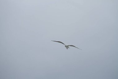 Denizden gökyüzünde uçan martıları