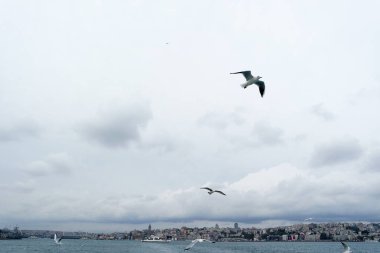 Denizden gökyüzünde uçan martıları