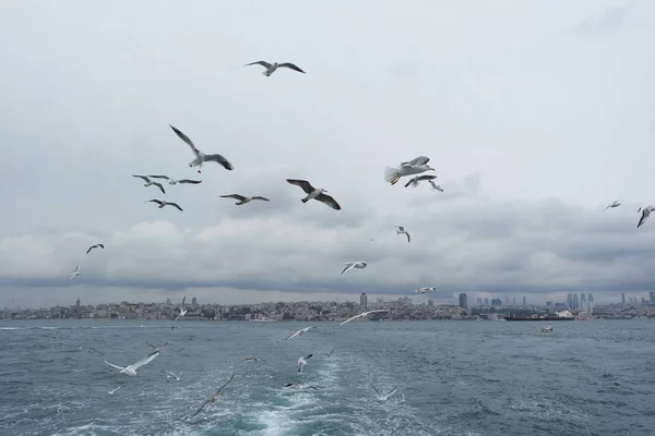 Denizden gökyüzünde uçan martıları