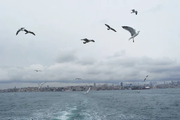 Denizden gökyüzünde uçan martıları