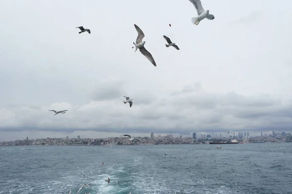 Denizden gökyüzünde uçan martıları