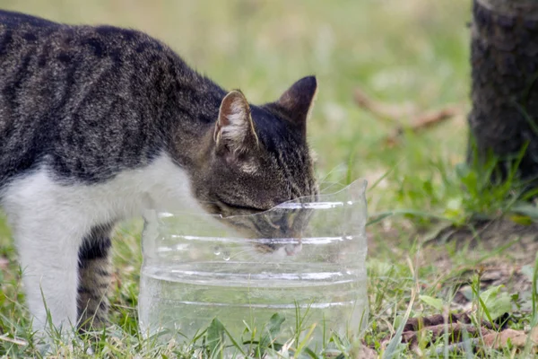 Sokakta yaşayan sokak kedileri