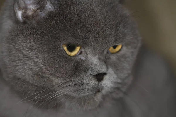 Britská Krátkosrstá Anglická Kočka — Stock fotografie