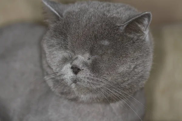 ブリティッシュショートヘア英語猫 — ストック写真