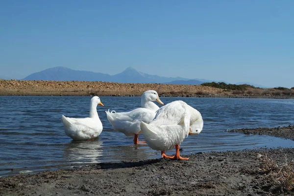 Ducks walking by the sea