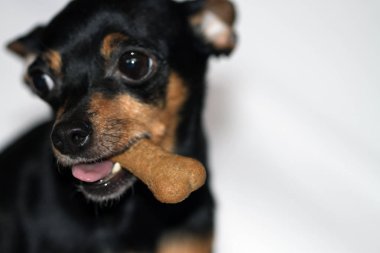 Beni minitura, küçük köpek