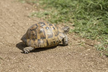 Kaplumbağa yerde yürüyor.