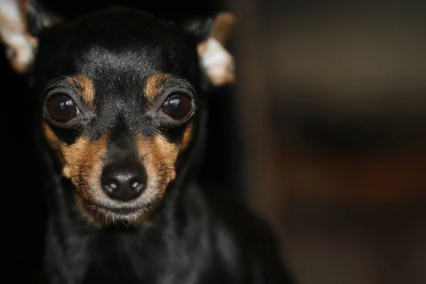 Beni minitura, küçük köpek