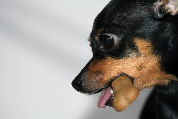 Pinscher Minitura Cão Pequeno — Fotografia de Stock