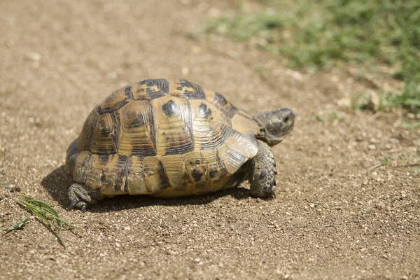 Kaplumbağa yerde yürüyor.