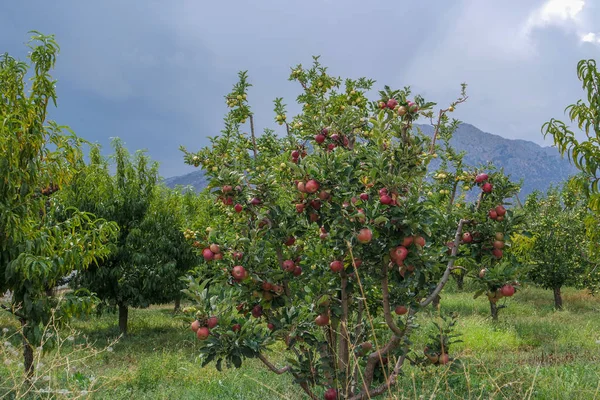 Pomegranate in pomegranate tree