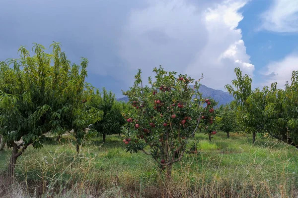 Pomegranate in pomegranate tree