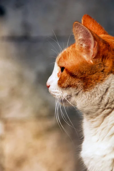 Ulicy Kotów Żyjących Ulicy — Zdjęcie stockowe