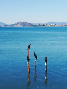 Boardwalk denizde kuşlarda