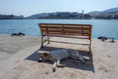 Oturma yerinin altında yatan sokak köpeği