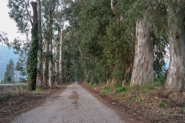 Estrada Florestal Passando Por Árvores Verdes — Fotografia de Stock