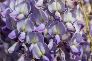İlkbaharda açan akasya çiçekleri